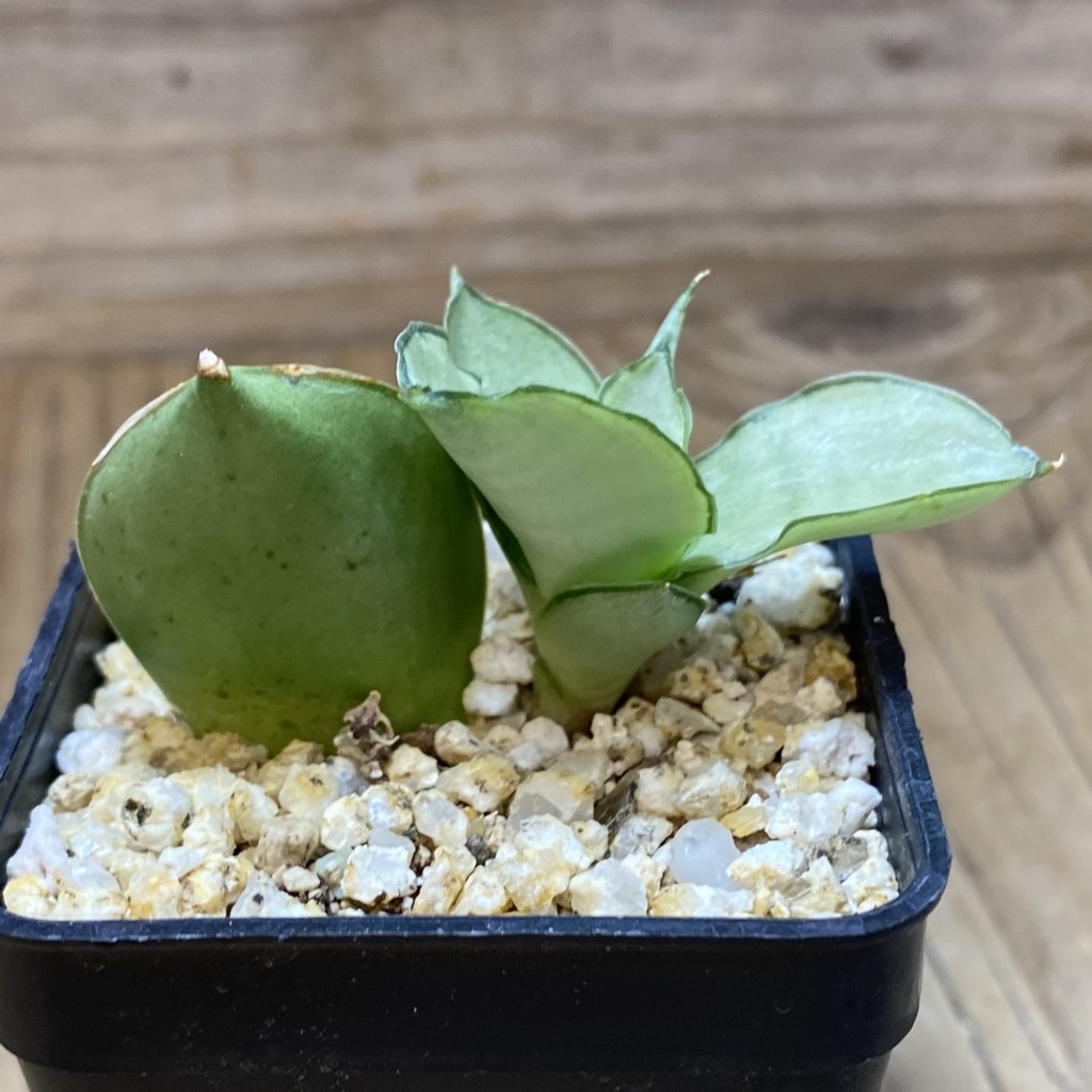 SH37318 Sansevieria 'Manee Thawee' - Image 3