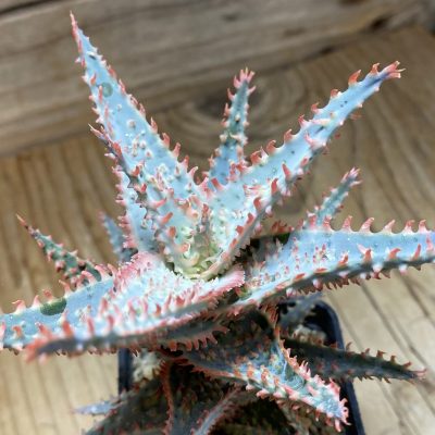 SH37269 Aloe TCT hybrid