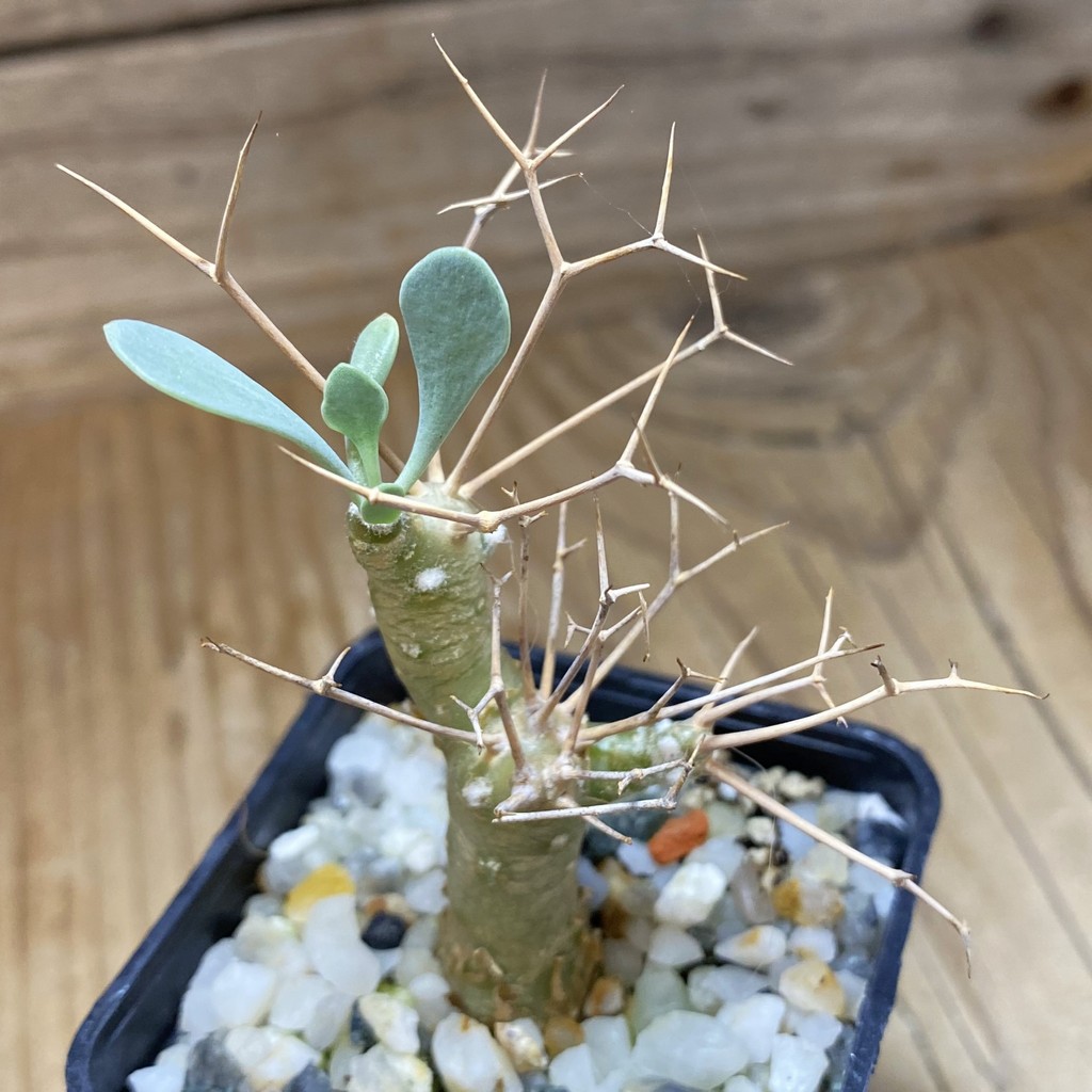 SH37319 Othonna euphorbioides