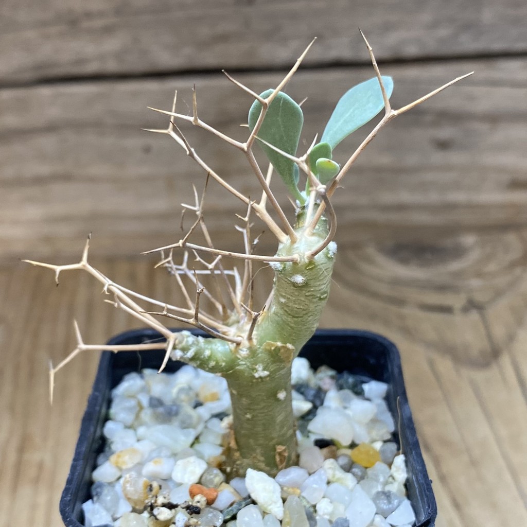 SH37319 Othonna euphorbioides - Image 2