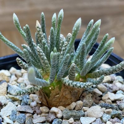 SH37320 Avonia alstonii
