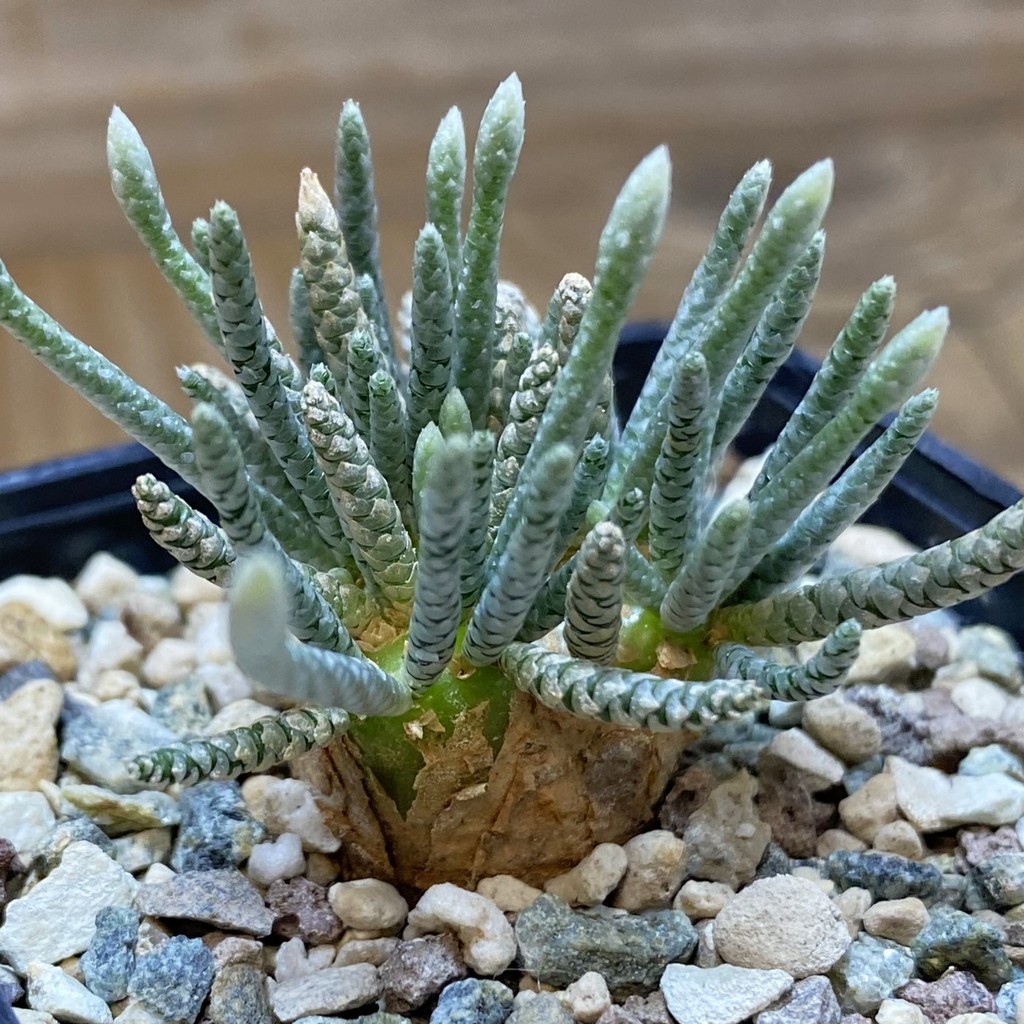 SH37320 Avonia alstonii