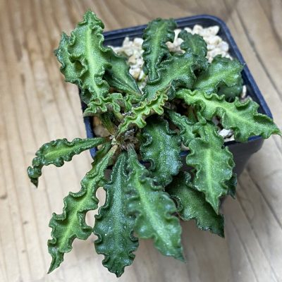 SH37322 Euphorbia decaryi v. spirosticha