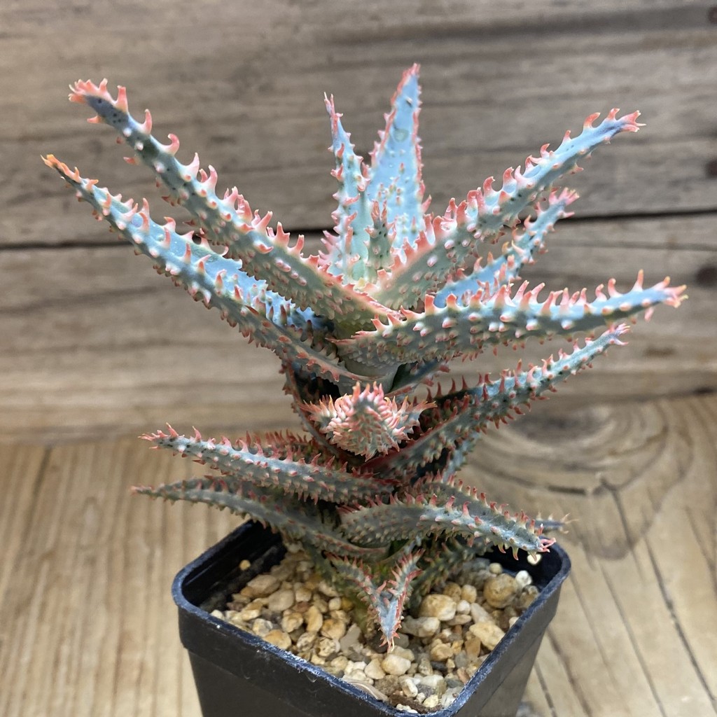 SH37269 Aloe TCT hybrid - Image 2