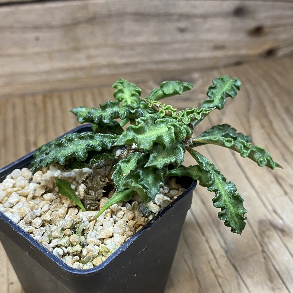 SH37322 Euphorbia decaryi v. spirosticha - Image 2