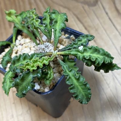 SH37323 Euphorbia decaryi v. spirosticha