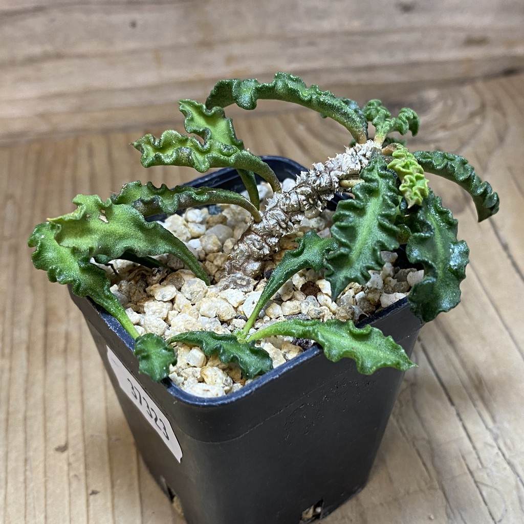 SH37323 Euphorbia decaryi v. spirosticha - Image 2