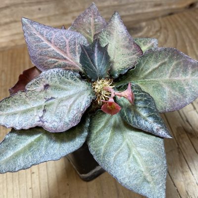 SH37325 Euphorbia francoisii hybrid