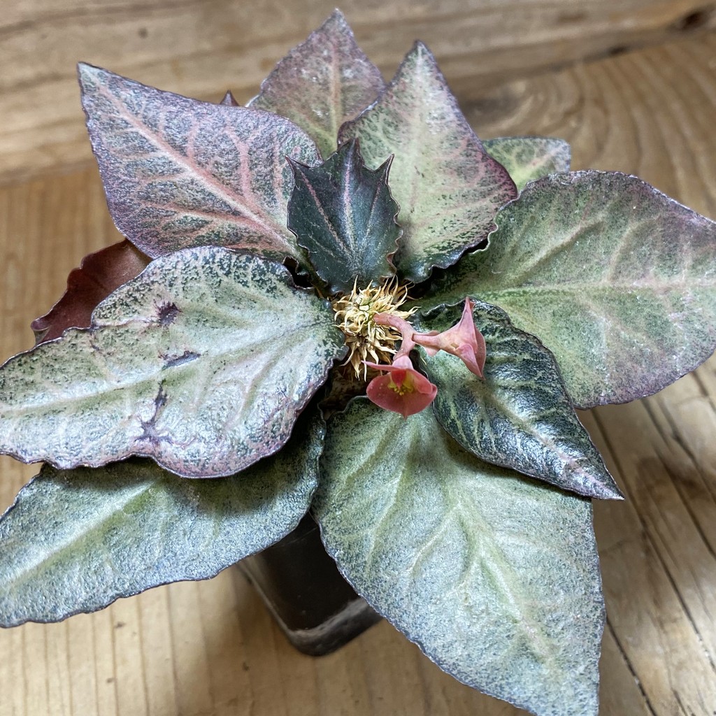 SH37325 Euphorbia francoisii hybrid