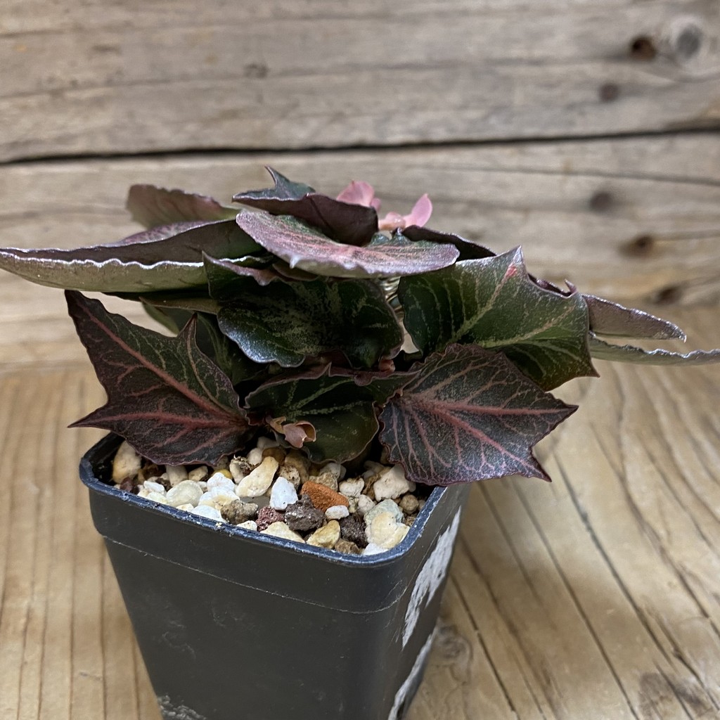SH37325 Euphorbia francoisii hybrid - Image 2