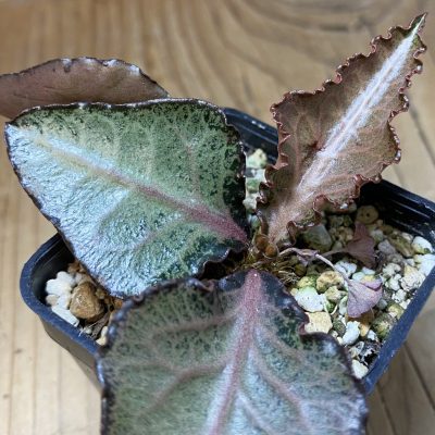 SH37326 Euphorbia francoisii hybrid