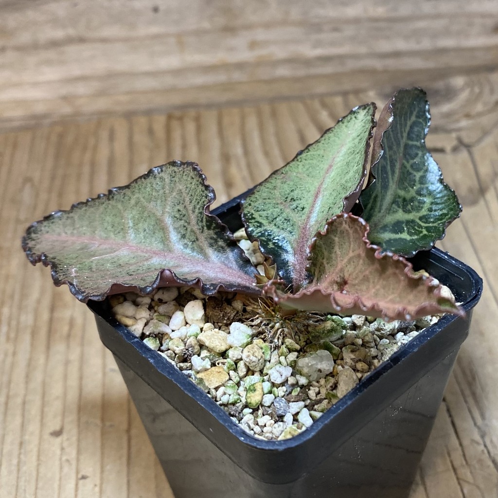 SH37326 Euphorbia francoisii hybrid - Image 2