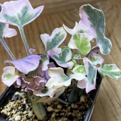 SH37327 Senecio articulatus f. variegata