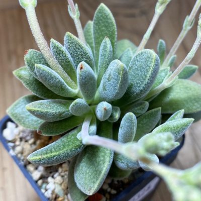 SH37328 Crassula ausensis hybrid
