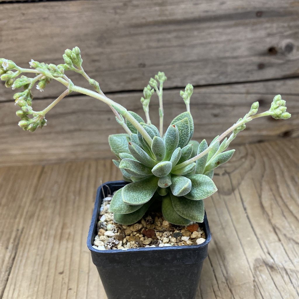 SH37328 Crassula ausensis hybrid - Image 2