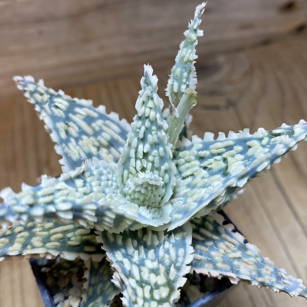 SH37270 Aloe TCT hybrid