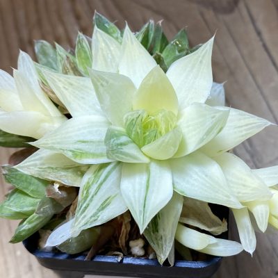 SH37329 Haworthia cymbiformis f. variegata