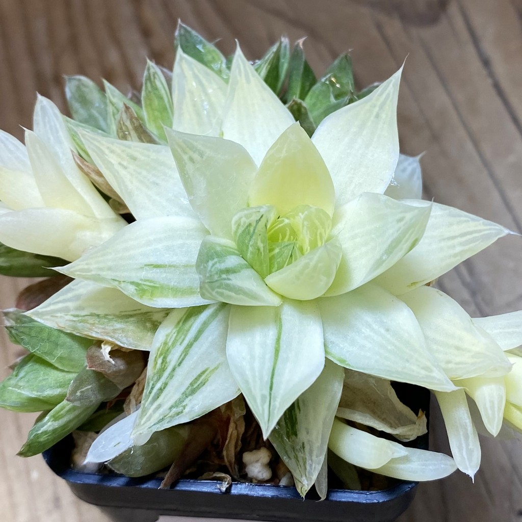 SH37329 Haworthia cymbiformis f. variegata