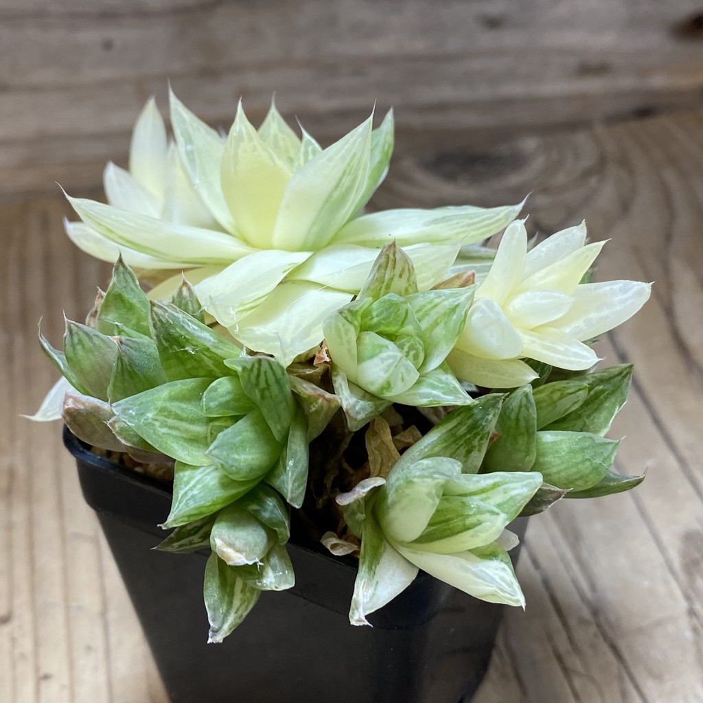 SH37329 Haworthia cymbiformis f. variegata - Image 2