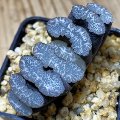 SH37330 Haworthia truncata -Japan-