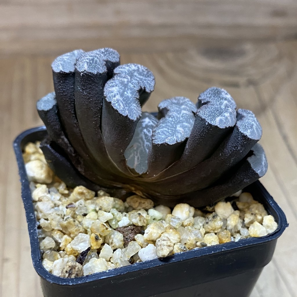 SH37330 Haworthia truncata -Japan- - Image 2