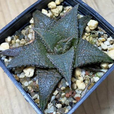 SH37332 Haworthia koelmaniorum 'Dragon King'