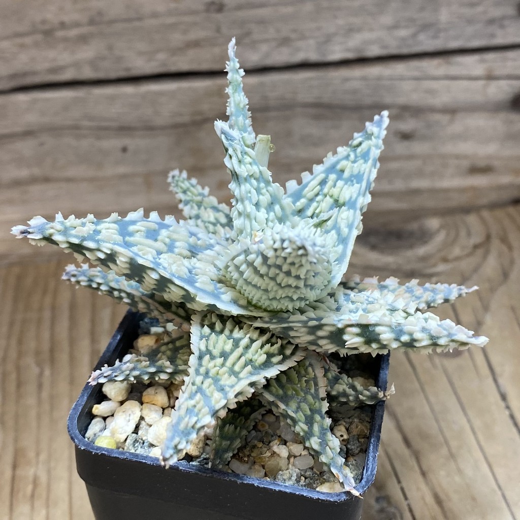 SH37270 Aloe TCT hybrid - Image 2