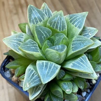 SH37333 Haworthia retusa mirabilis f. variegata