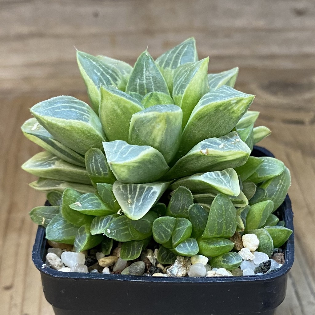 SH37333 Haworthia retusa mirabilis f. variegata - Image 2