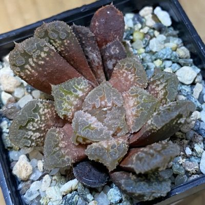 SH37334 Haworthia 'Gorbi' F2