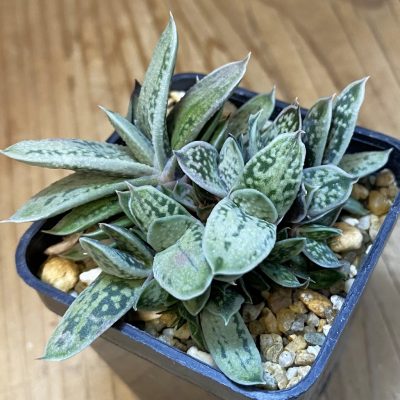 SH37335 Gasteria 'Little Warty' hybrid