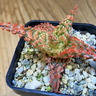 SH37336 Aloe TCT hybrid