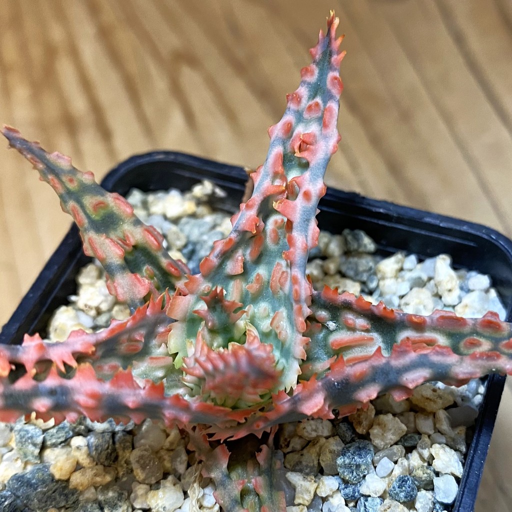 SH37337 Aloe TCT hybrid