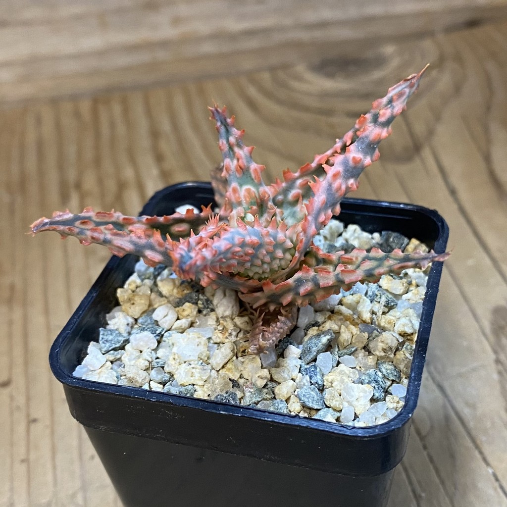SH37337 Aloe TCT hybrid - Image 2