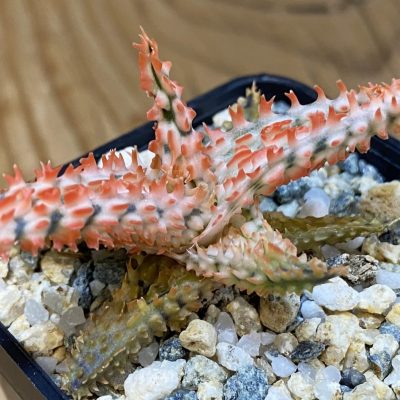 SH37338 Aloe TCT hybrid