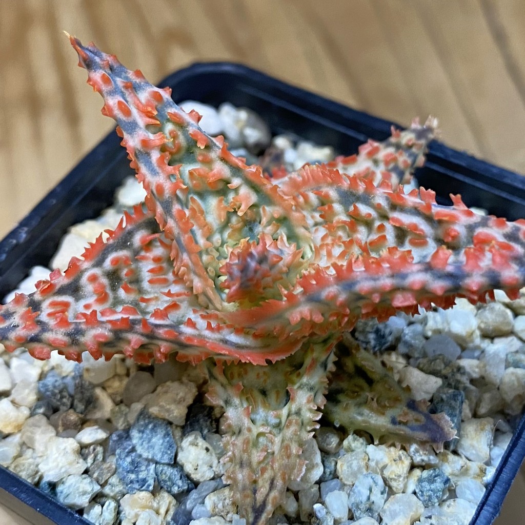 SH37339 Aloe TCT hybrid