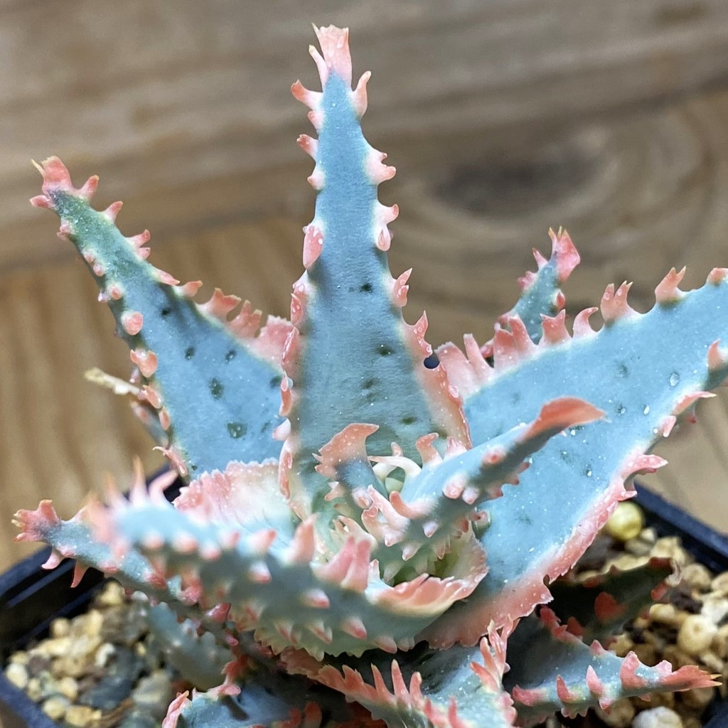 SH37271 Aloe TCT hybrid - Image 2