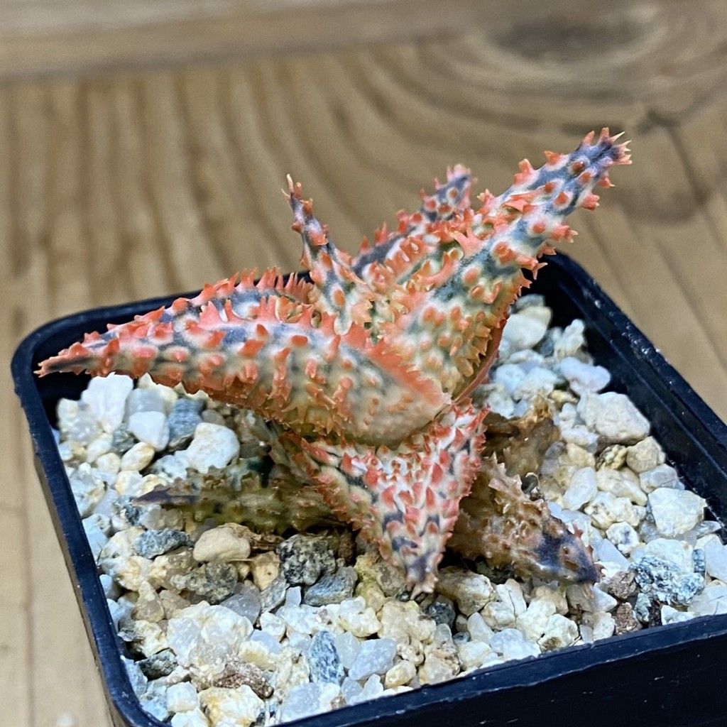 SH37339 Aloe TCT hybrid - Image 2