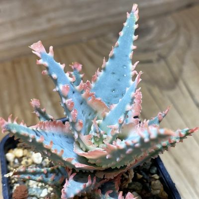 SH37271 Aloe TCT hybrid