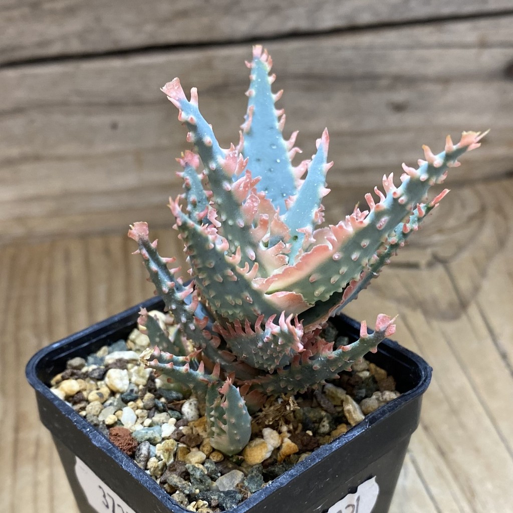 SH37271 Aloe TCT hybrid - Image 3