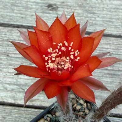 SH37300 Echinopsis hybrid, seedling