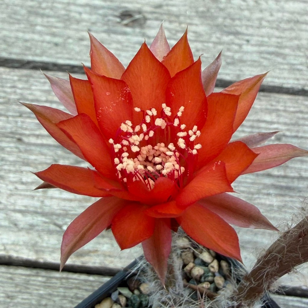 SH37300 Echinopsis hybrid, seedling