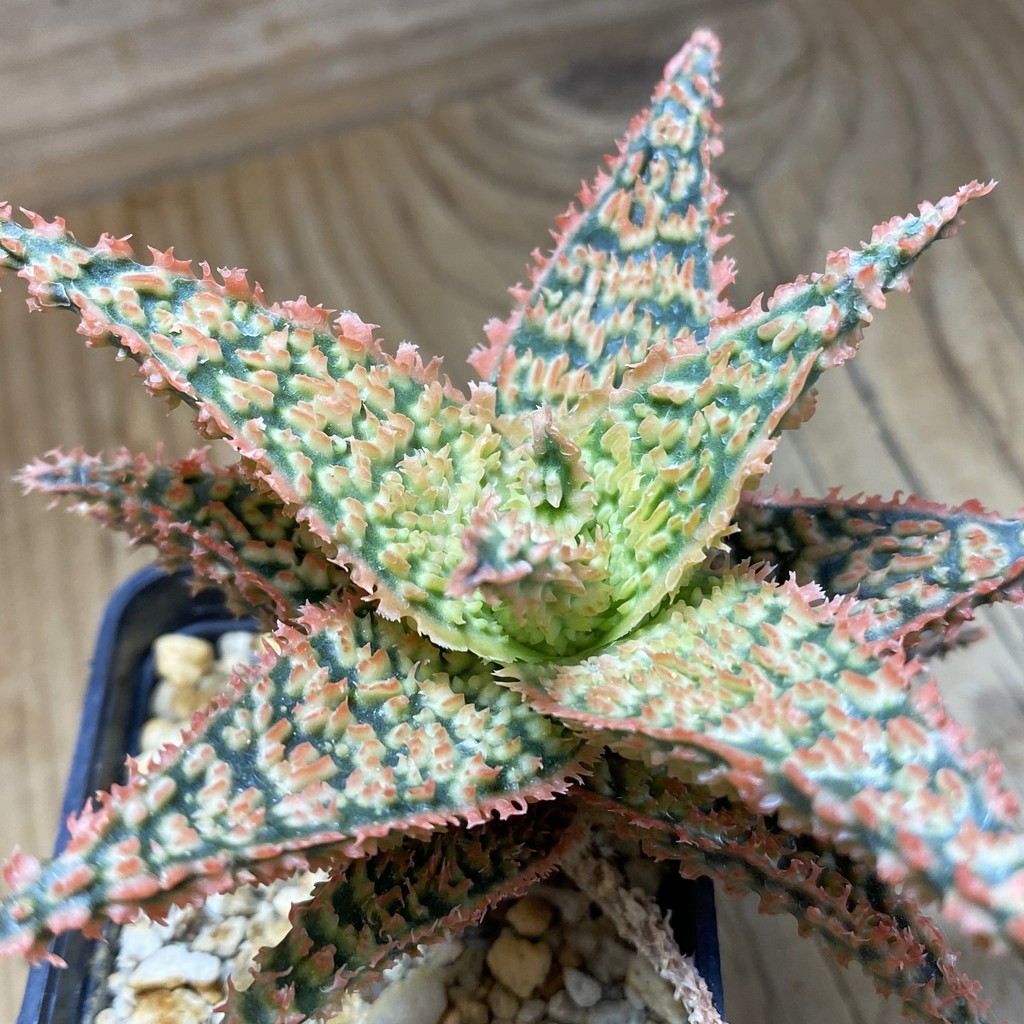 SH37272 Aloe TCT hybrid - Image 2