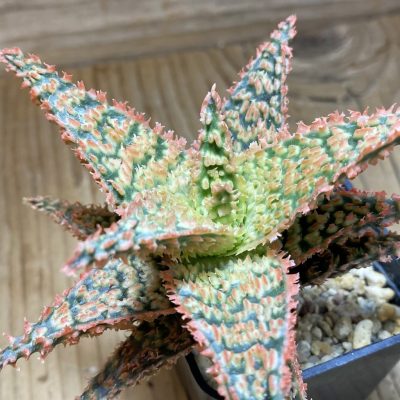 SH37272 Aloe TCT hybrid