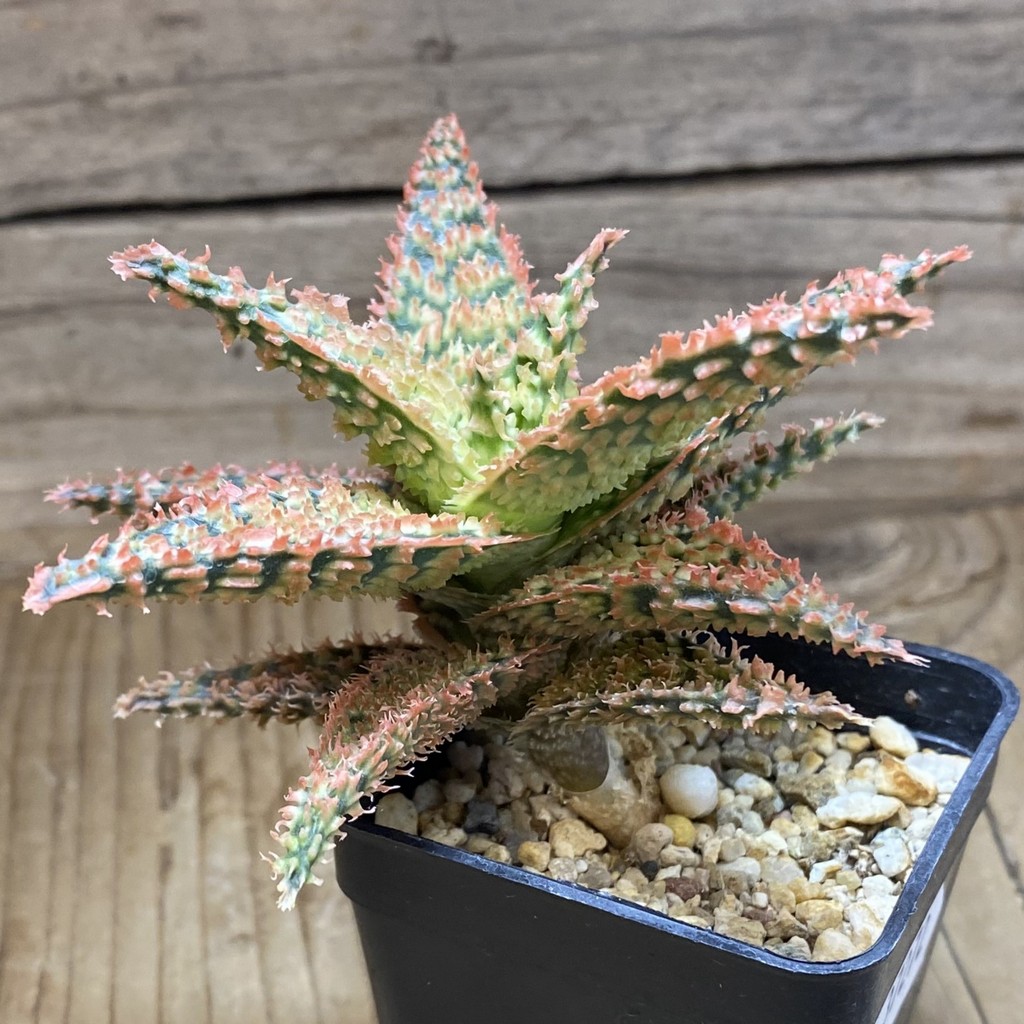 SH37272 Aloe TCT hybrid - Image 3