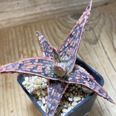 SH37273 Aloe TCT hybrid