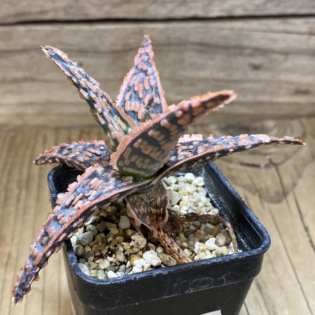 SH37273 Aloe TCT hybrid - Image 2