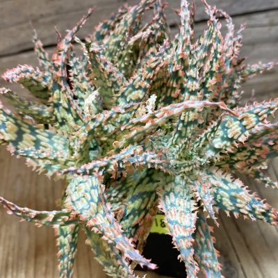 SH37274 Aloe hybrid f. cristata