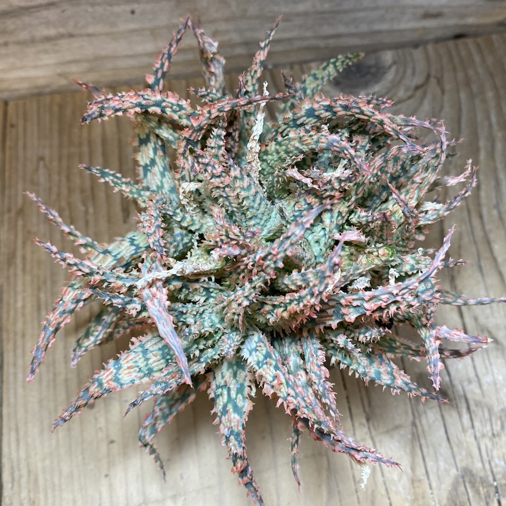 SH37274 Aloe hybrid f. cristata - Image 2