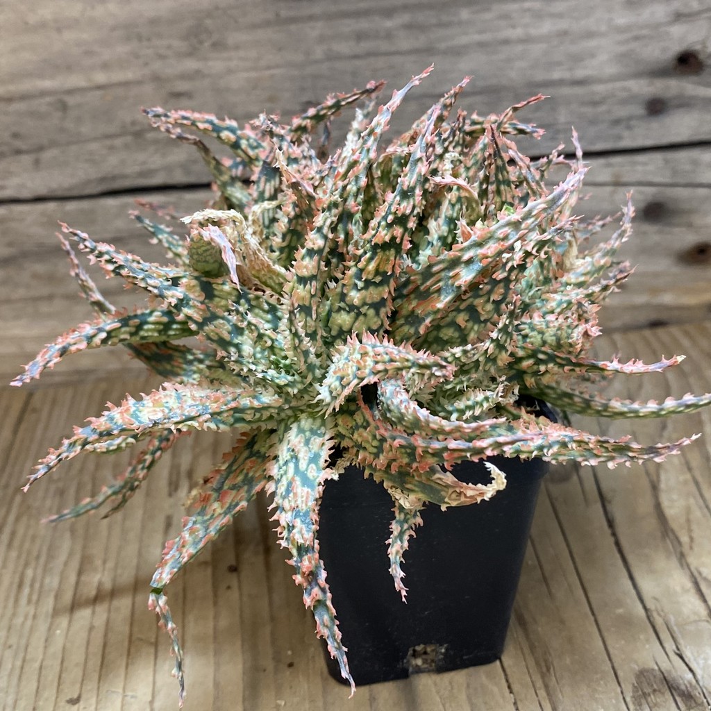 SH37274 Aloe hybrid f. cristata - Image 3
